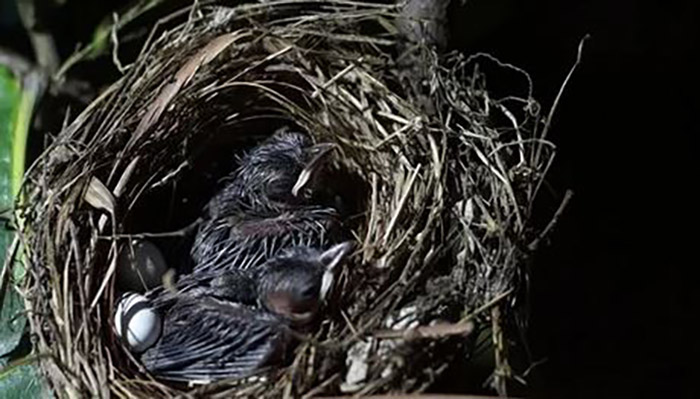 Do Baby Birds Eat At Night-3