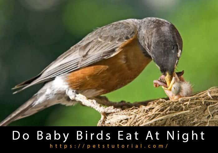 Do Baby Birds Eat At Night