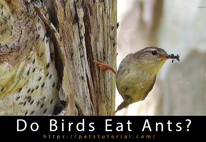 Do Birds Eat Ants?