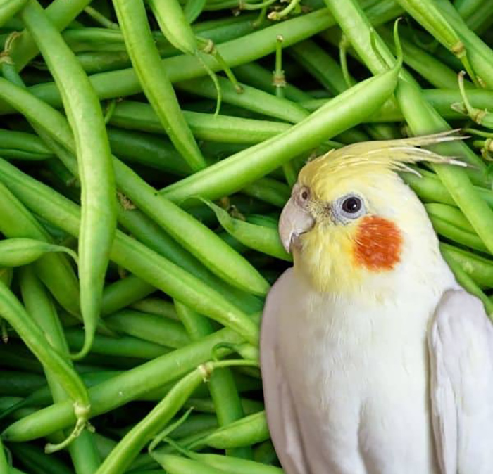 Do Birds Eat Beans (1)