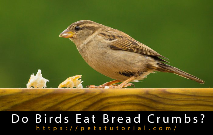 Do Birds Eat Bread