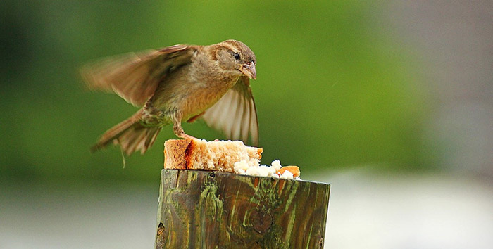 Do Birds Eat Bread (2)