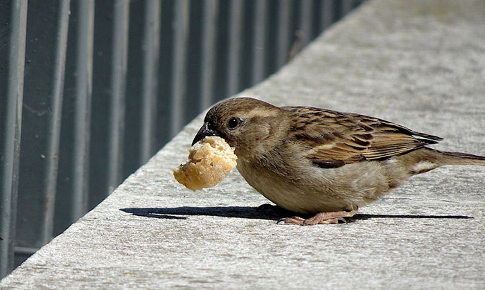 Do Birds Eat Bread (3)