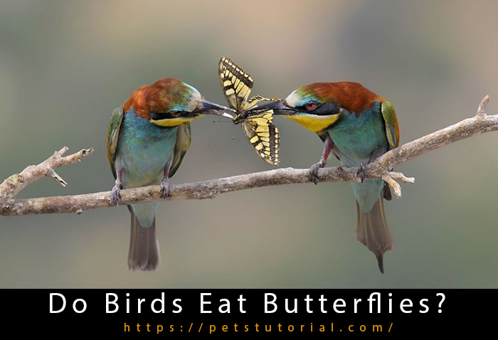 Do Birds Eat Butterflies?