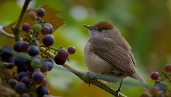 Do Birds Eat Grapes-2