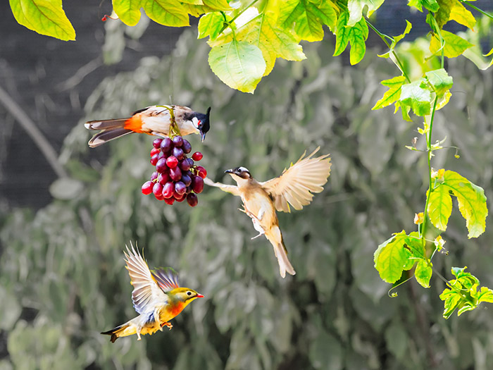 Do Birds Eat Grapes-3