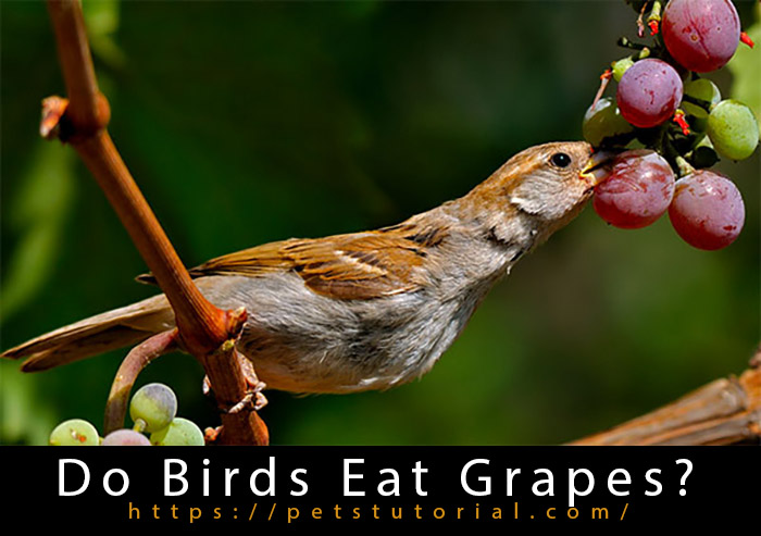 do wild birds eat grapes