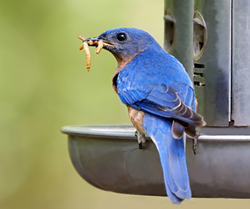 Do Birds Eat Maggots?