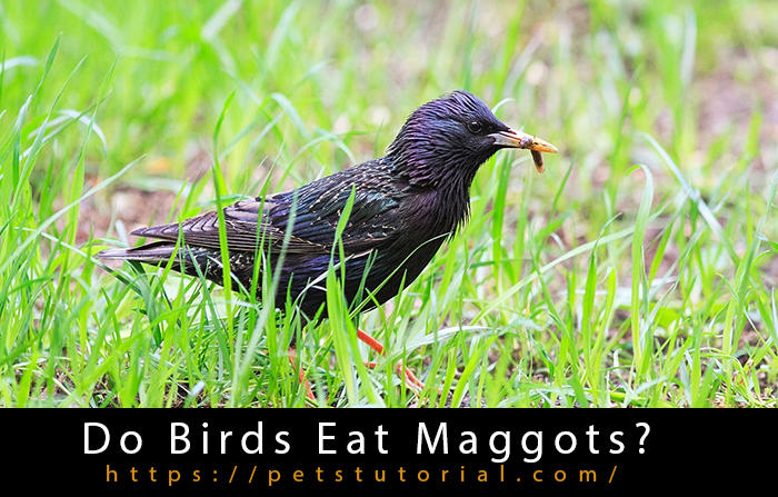 Do Birds Eat Maggots