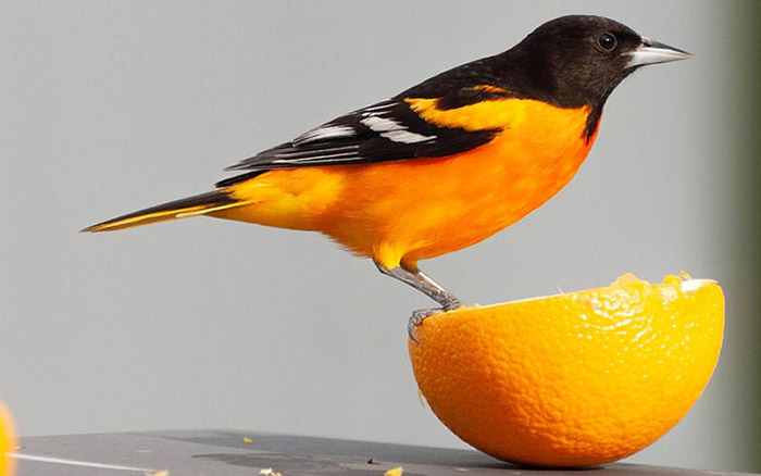 Do Birds Eat Orange Peels-2