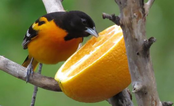 Do Birds Eat Orange Peels-3