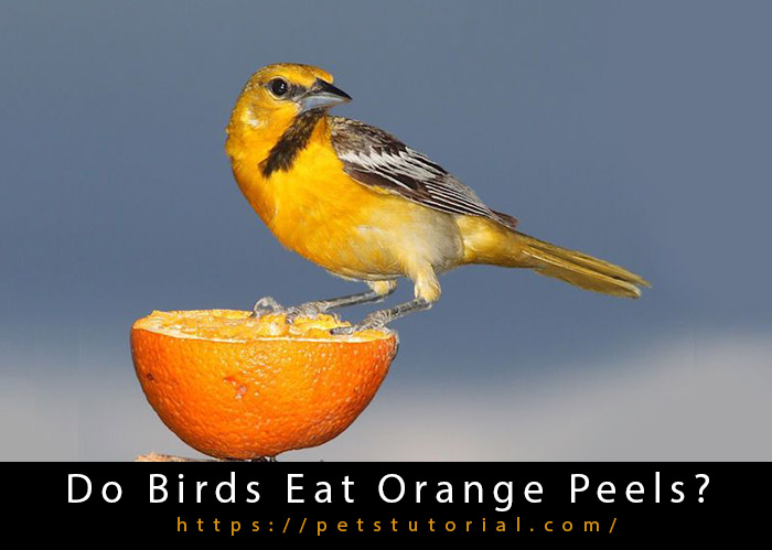 Do Birds Eat Orange Peels