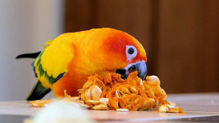 Do Birds Eat Pumpkin Seeds-2