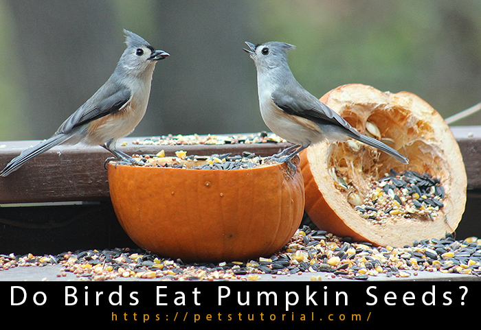 Do Birds Eat Pumpkin Seeds