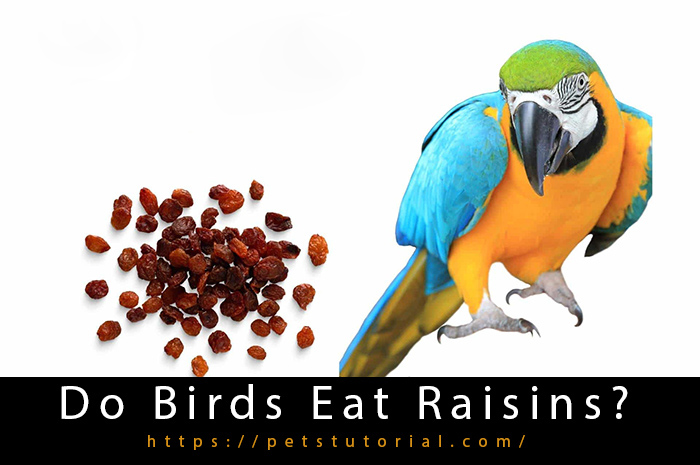 Do Birds Eat Raisins?