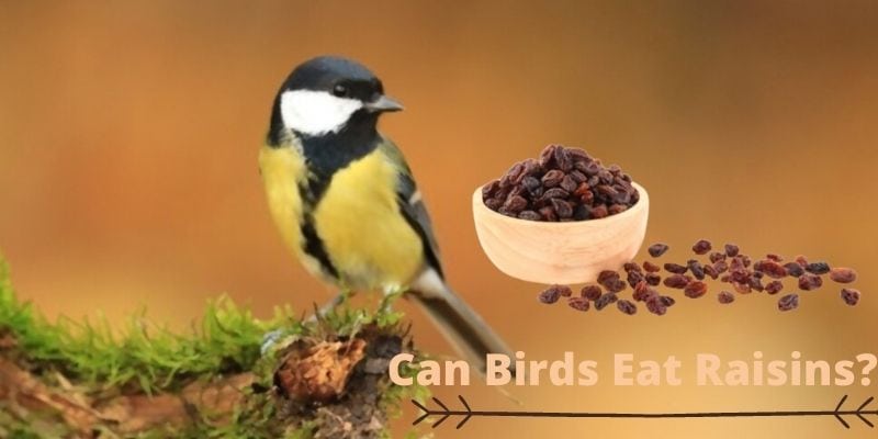 Do Birds Eat Raisins