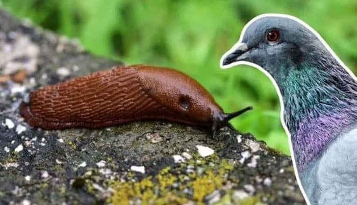 Do Birds Eat Slugs-2