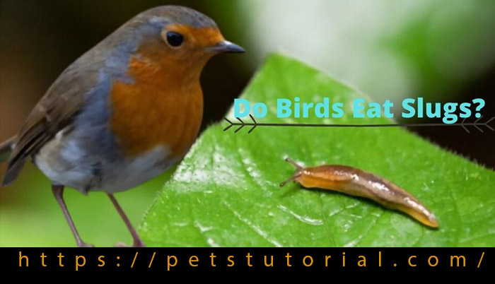 Do Birds Eat Slugs