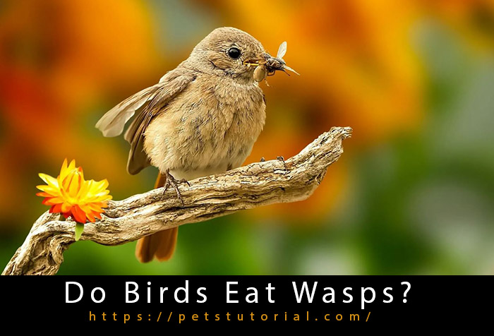 Do Birds Eat Wasps   Do Birds Eat Wasps 1 