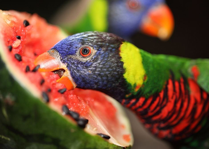 Will Birds Eat Watermelon Seeds