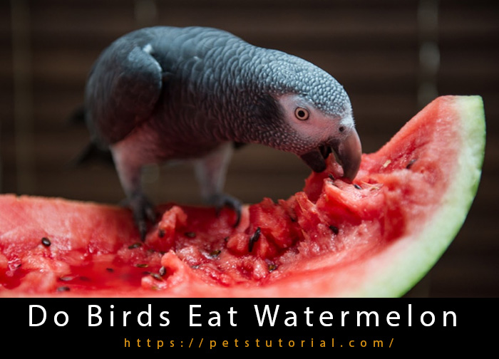 Do Birds Eat Watermelon?