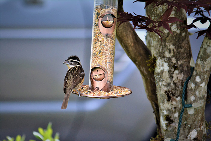 Do Birds Remember Where Feeders Are-1