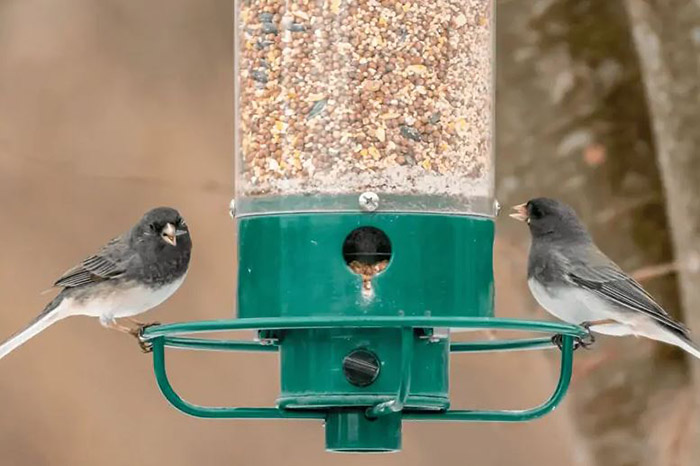 Do Birds Remember Where Feeders Are-2