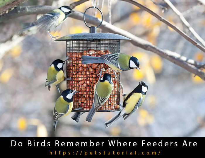 Do Birds Remember Where Feeders Are-3