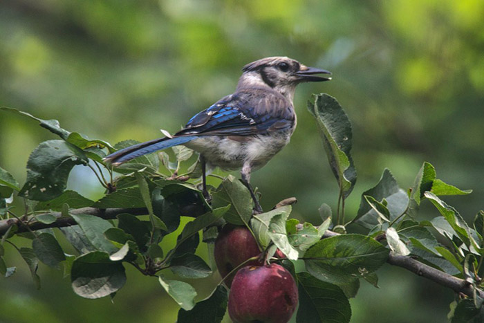 Do Blue Jays Eat Apples-1