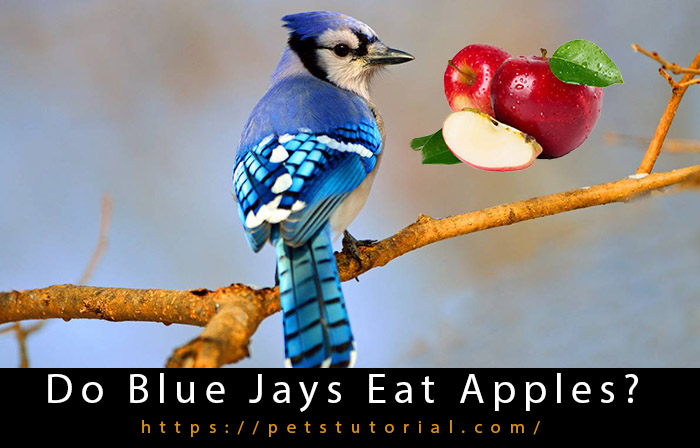 do-blue-jays-eat-apples