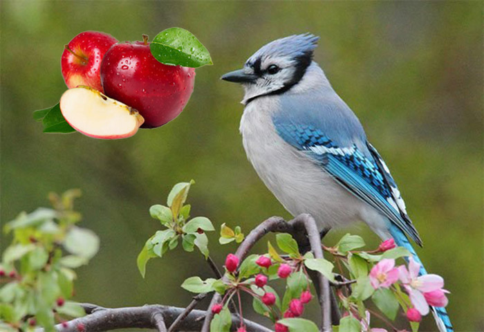 Do Blue Jays Eat Apples-3