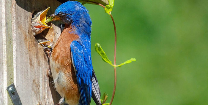 Do Bluebirds Eat Crickets-2