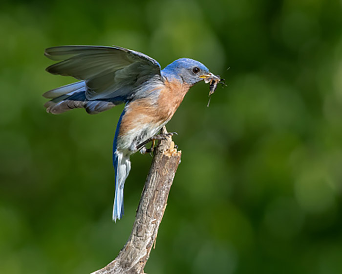 Do Bluebirds Eat Crickets-3