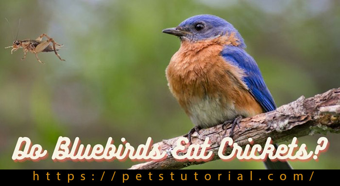 Do Bluebirds Eat Crickets