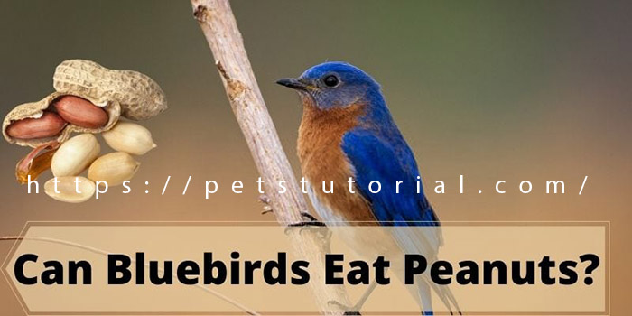 do bluebirds eat peanuts