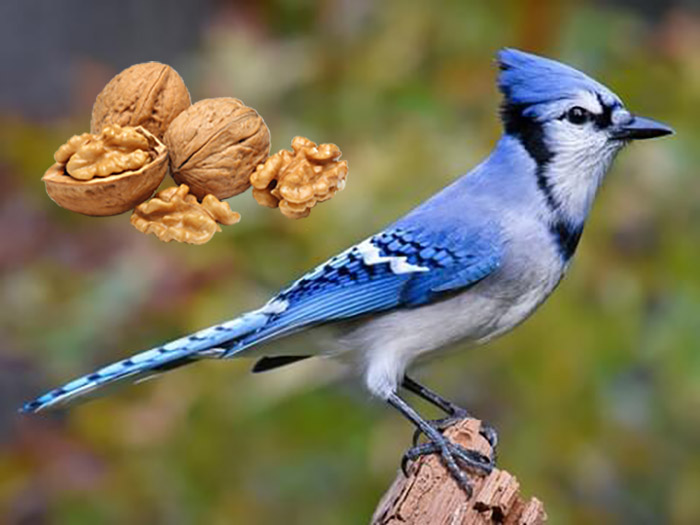 Do Bluejays Eat Walnuts-1