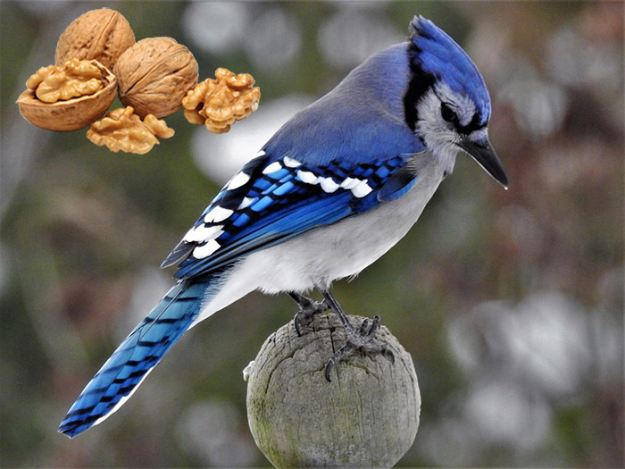 Do Bluejays Eat Walnuts do-bluejays-eat-walnuts