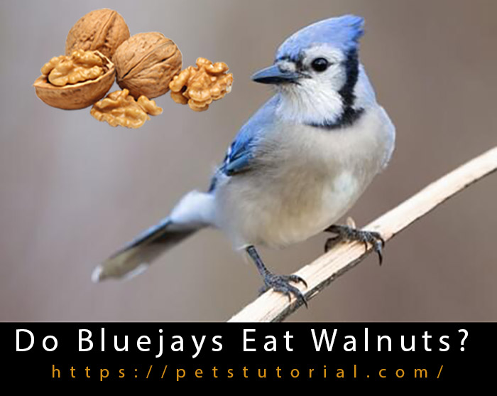 Do Bluejays Eat Walnuts-3