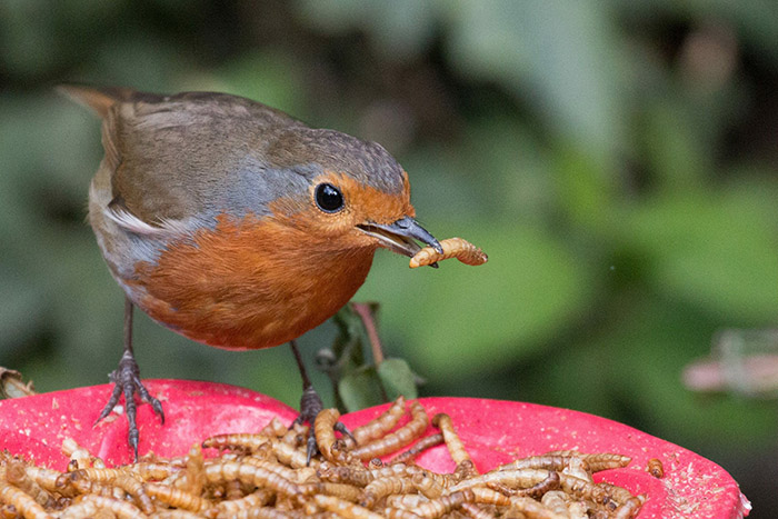 Do Cardinals Eat Mealworms-1