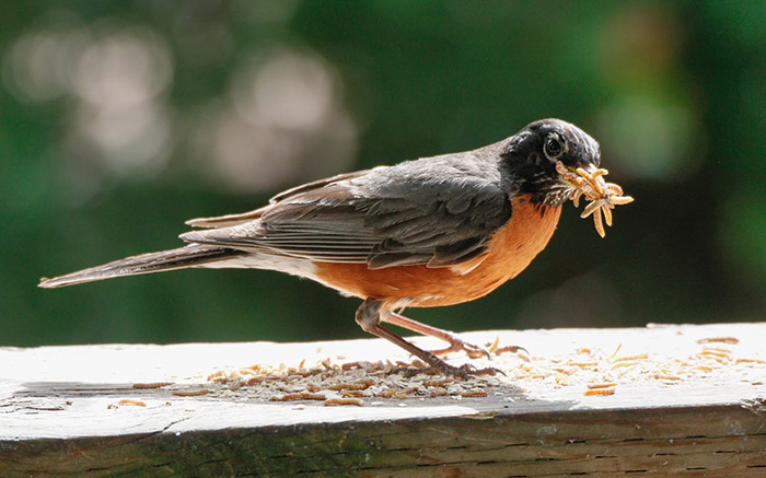 Do Cardinals Eat Mealworms-2