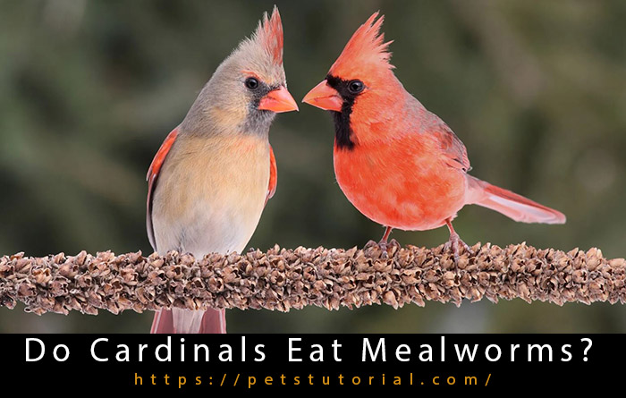 Do Cardinals Eat Mealworms-3