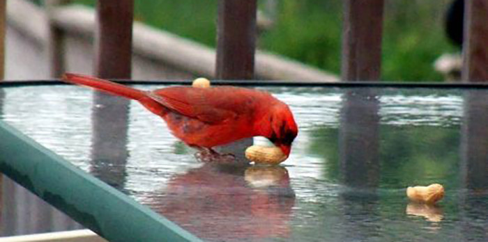 Do Cardinals Eat Peanuts-2