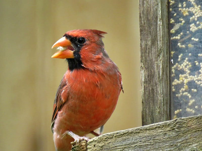 Do Cardinals Eat Peanuts