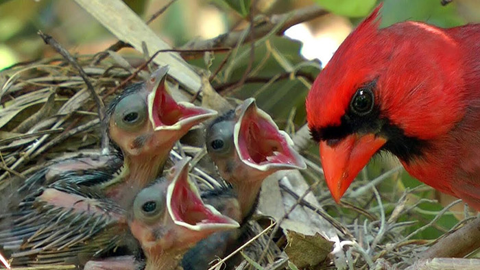 Do Cardinals Eat Worms-2