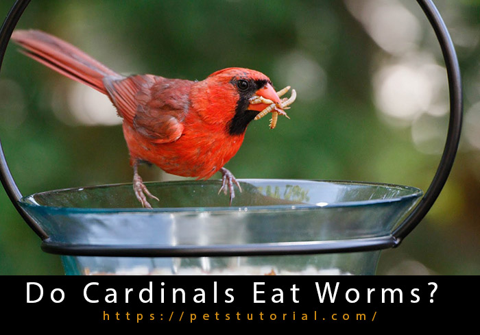 Do Cardinals Eat Worms