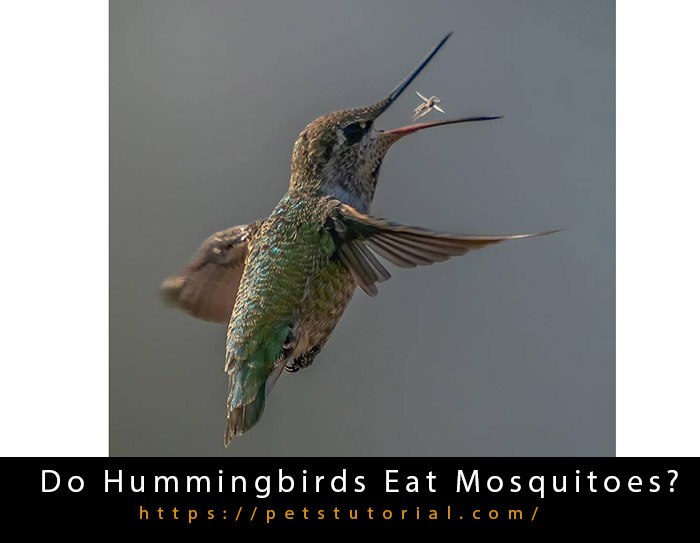 Do Hummingbirds Eat Mosquitoes