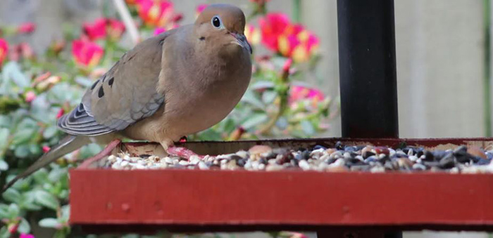 Do Mourning Doves Eat Black Oil Sunflower Seeds-2