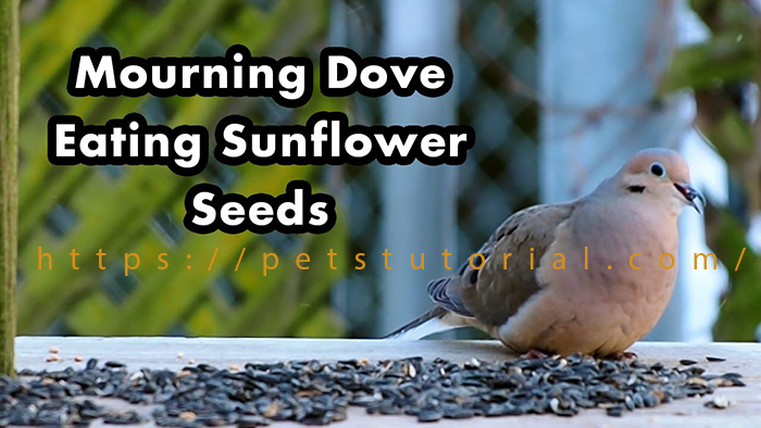 Do Mourning Doves Eat Black Oil Sunflower Seeds-3