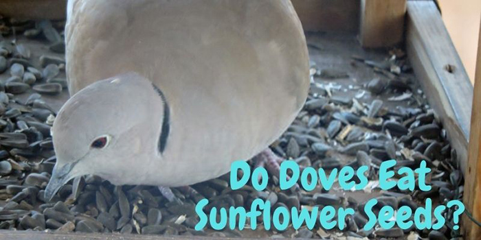 Do Mourning Doves Eat Black Oil Sunflower Seeds