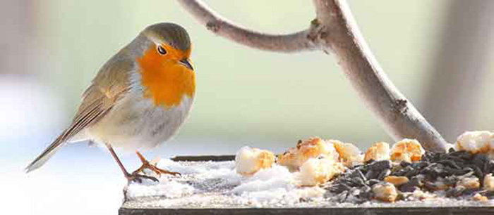 Do Robins Eat Bread-2